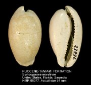 PLIOCENE-TAMIAMI FORMATION Siphocypraea marylinae